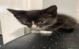 Mixed Breed cats for sale: 3 cute black and white kitten  - Image 8