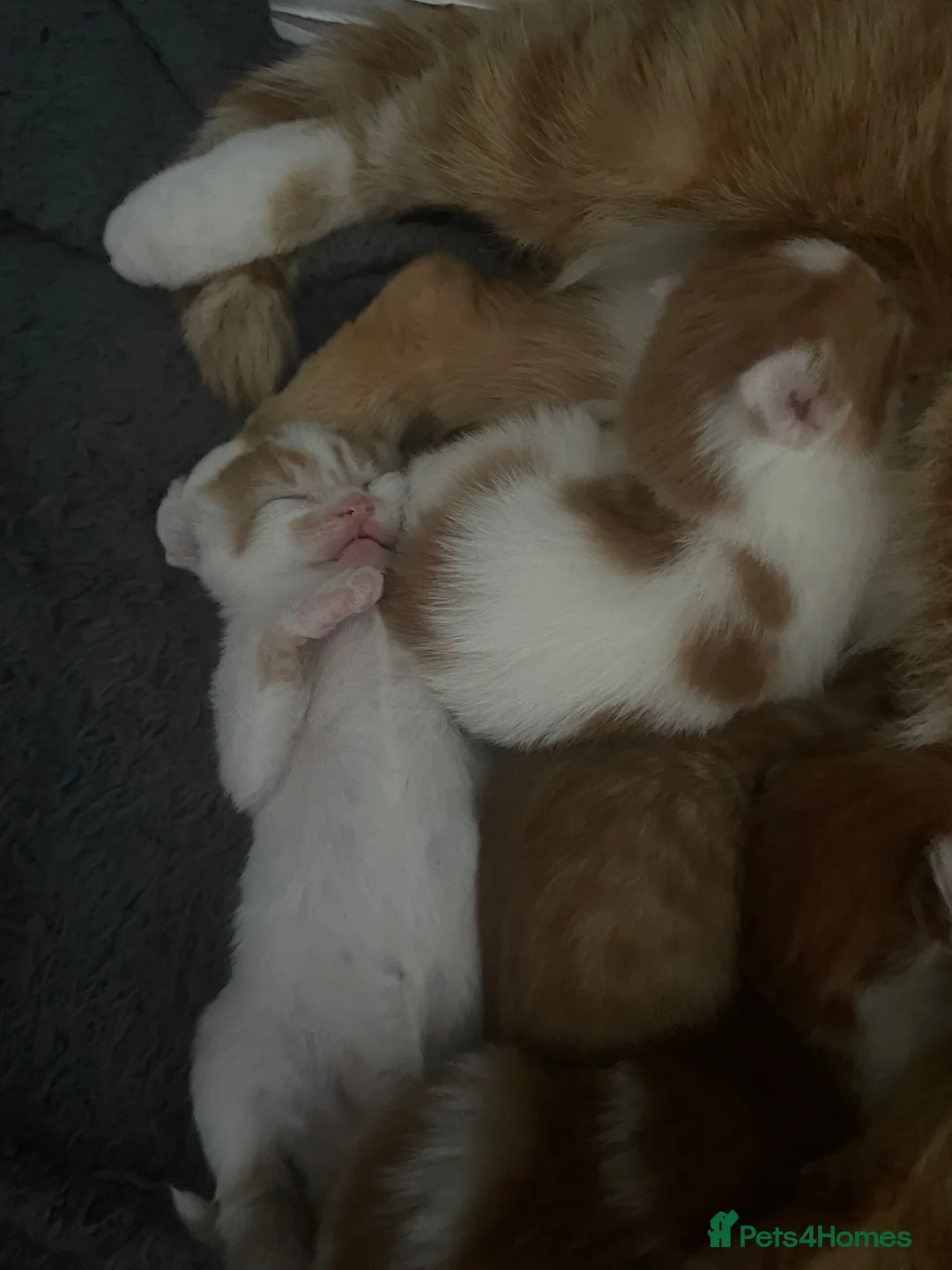 Mixed Breed cats for sale: Kittens  - Advert 6