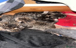 Bengal cats for sale: New born Sparkly Little Bengal X Kittens in Dorking - Image 4