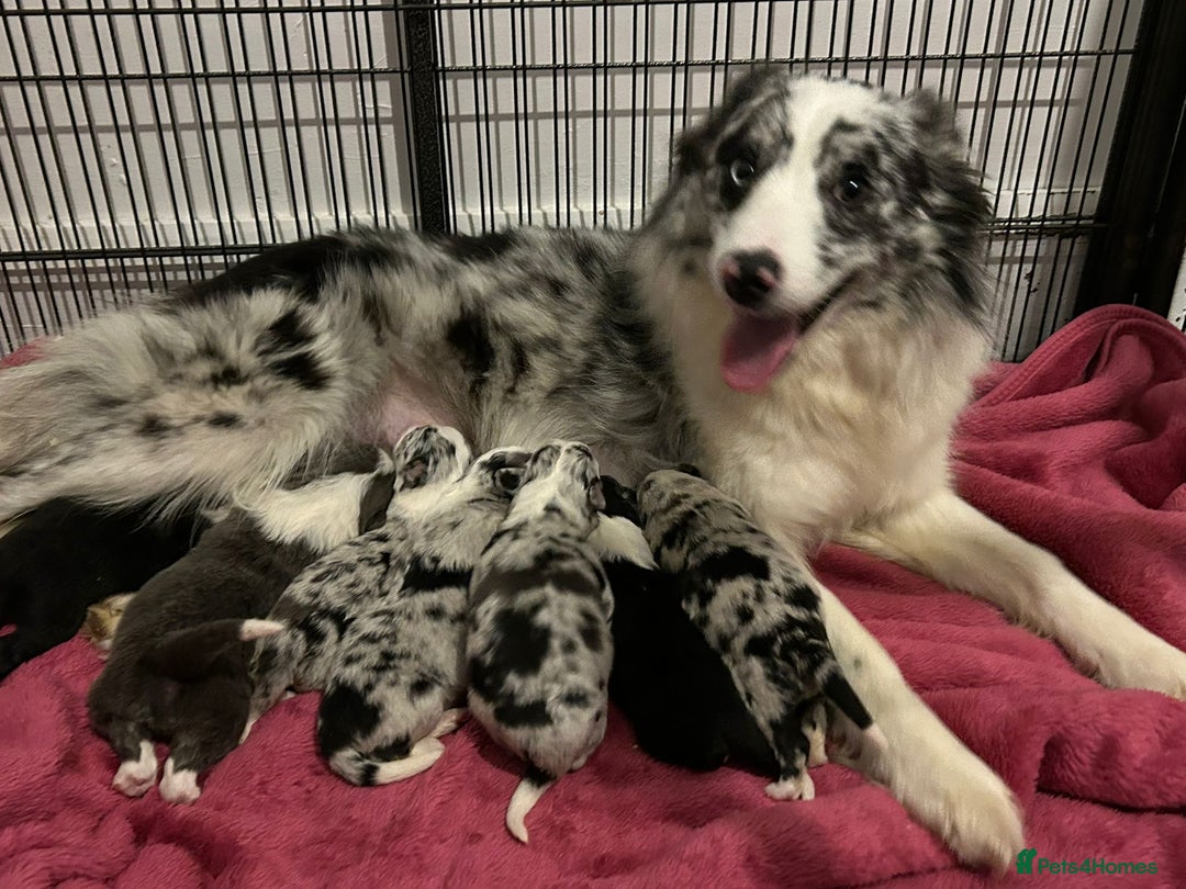 Border Collie dogs for sale: TopClass KC Health tested Border Collie Puppies  - Advert 3