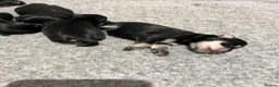 Miniature Schnauzer dogs for sale: Stunning KC mini schnauzer pups for sale - Advert 6