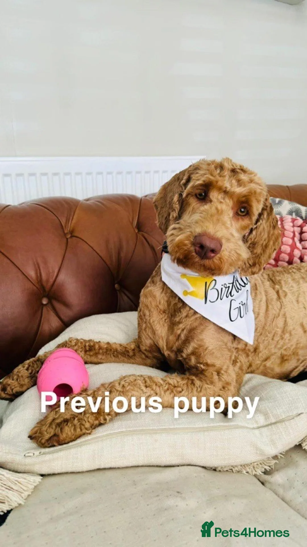 Double Doodle dogs for sale: Nell is expecting Double Doodles  - Advert 17