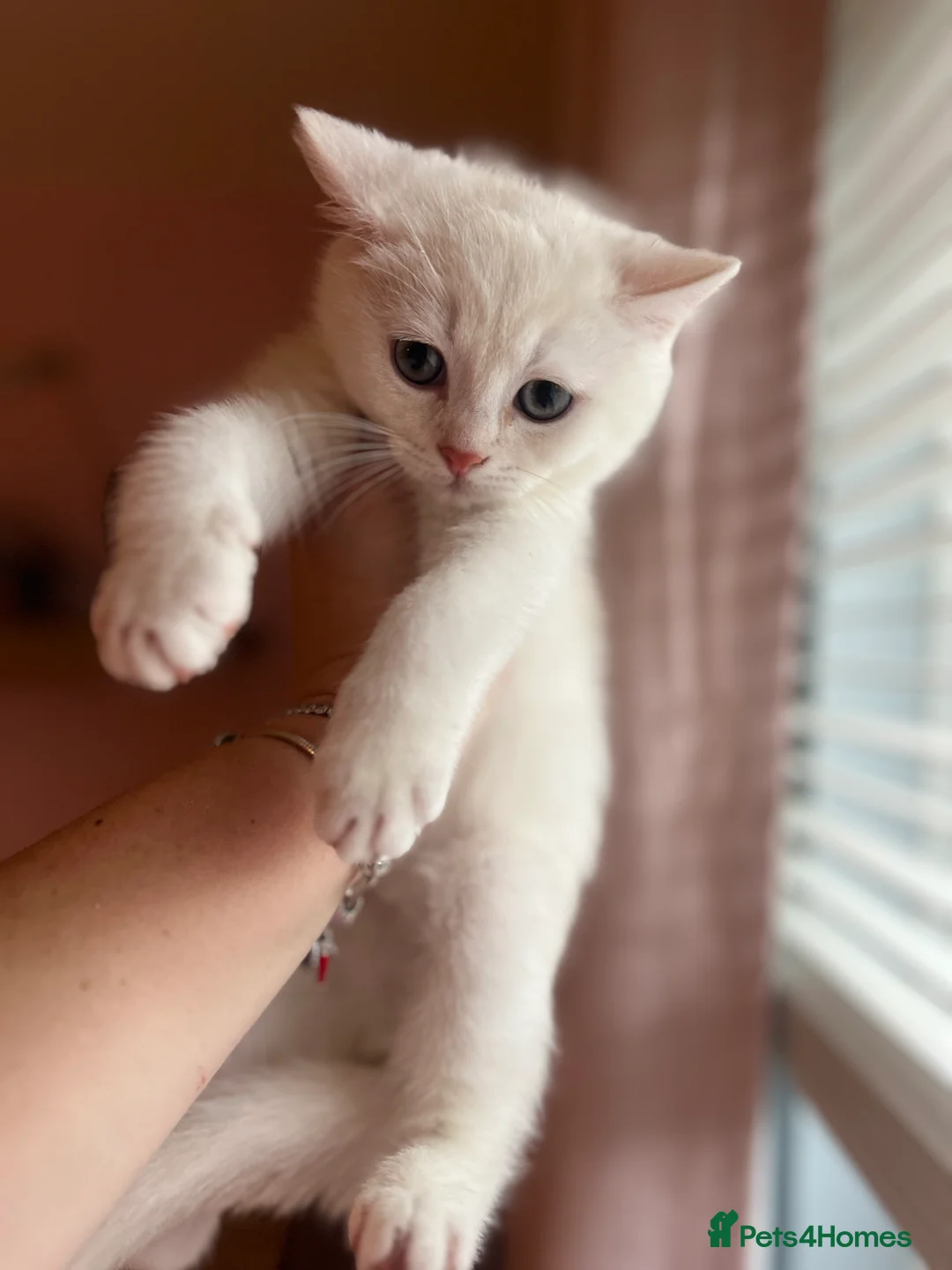 British Shorthair cats for sale: GCCF Reg Beautiful unique kittens - Advert 6