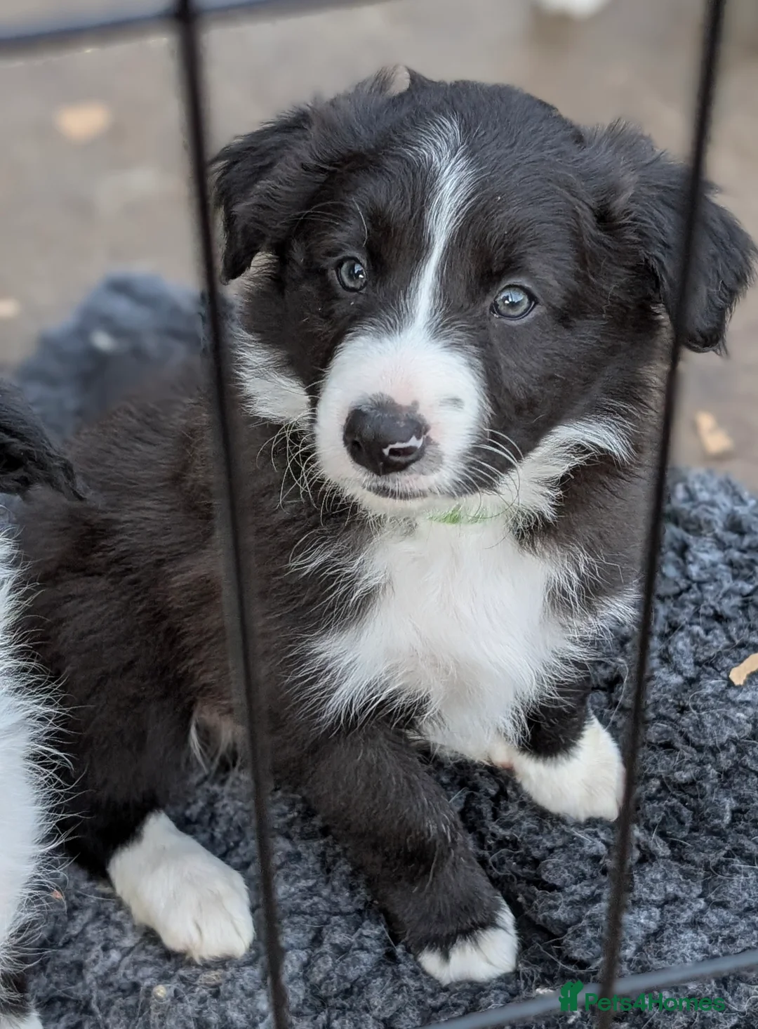 Border Collie dogs for sale: Seal Border Collie boy - Advert 1