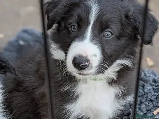 Border Collie dogs Seal Border Collie boy - Advert 7