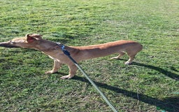 Mixed Breed dogs for sale: Surluki bull is  - Image 2