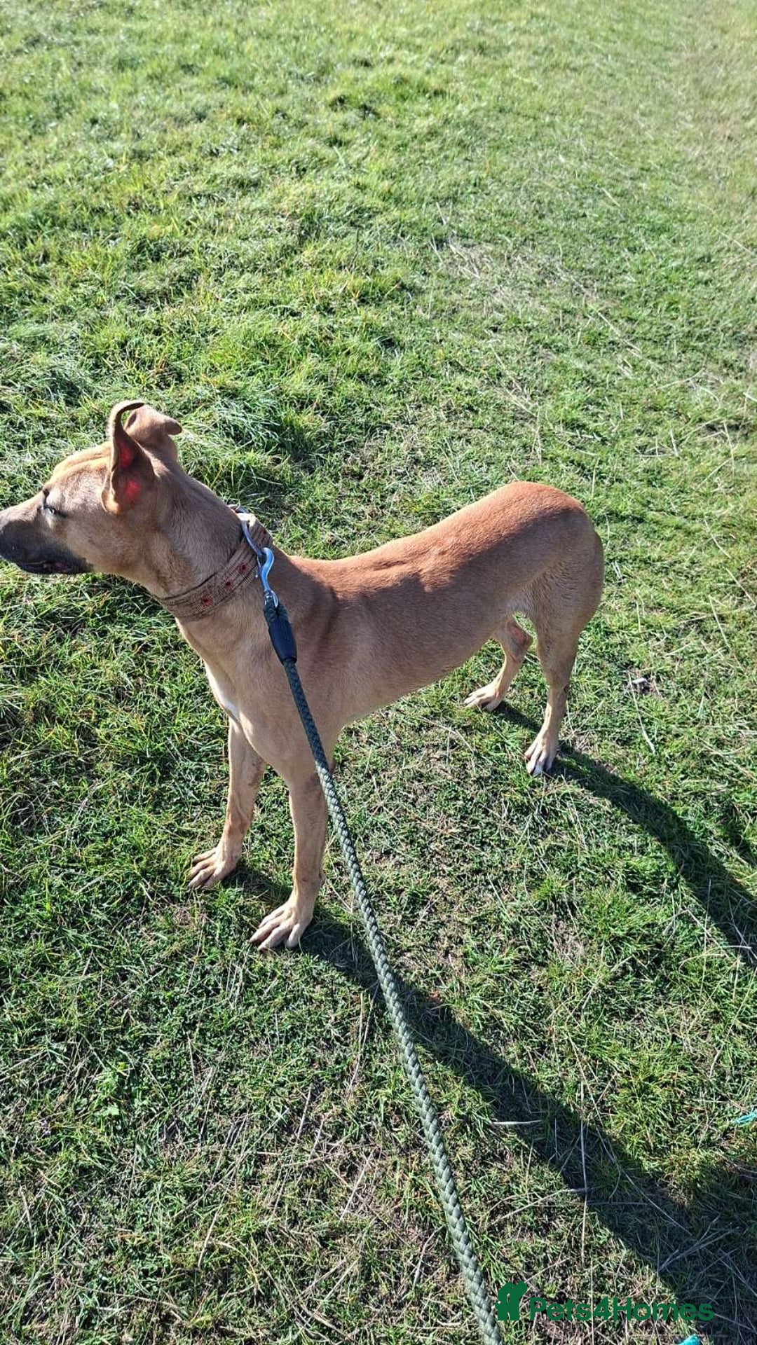 Mixed Breed dogs for sale: Surluki bull is  - Image 2