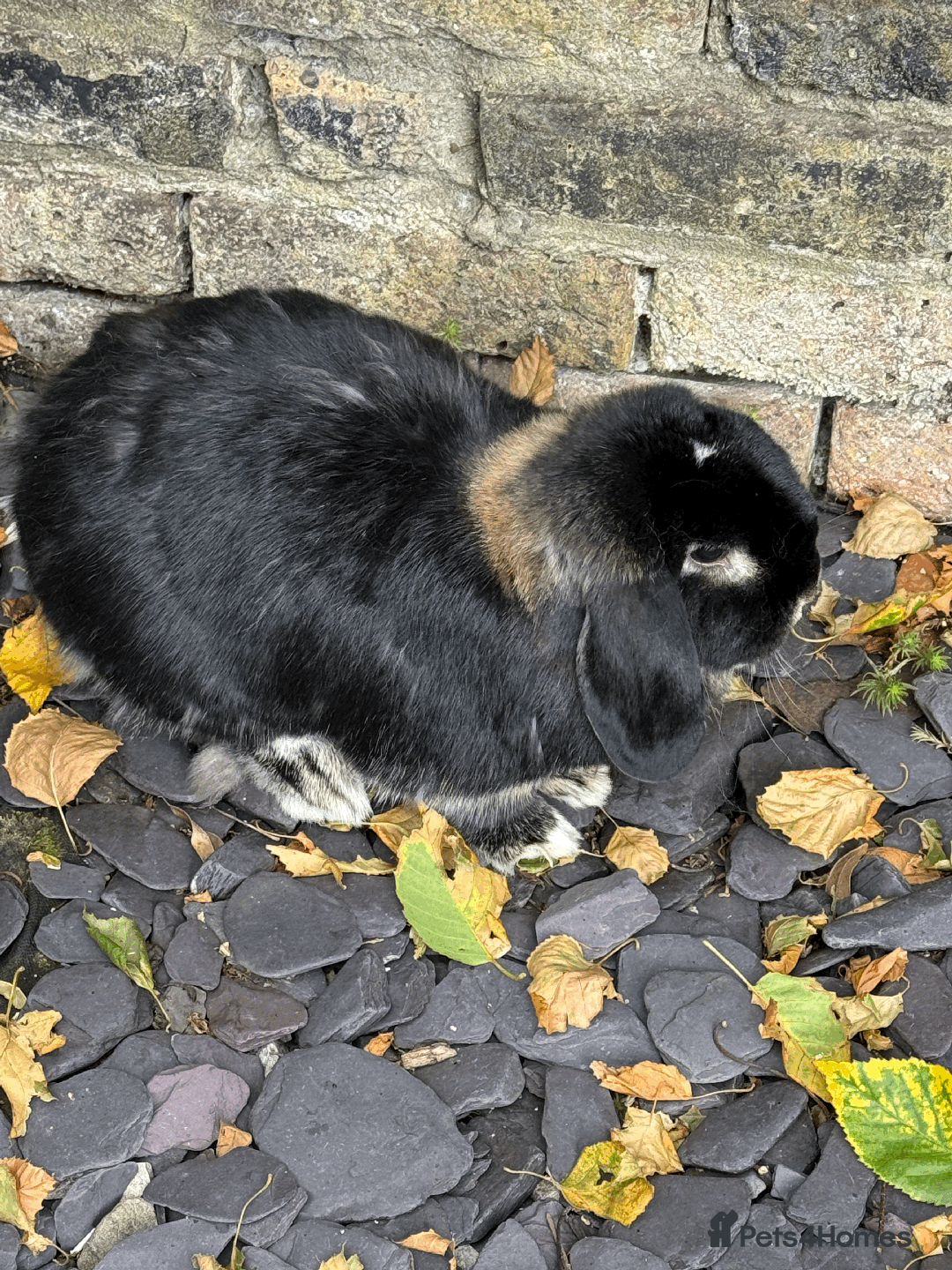Mini Lop rabbits for sale: Bonded pair mini lop rabbits - Image 8