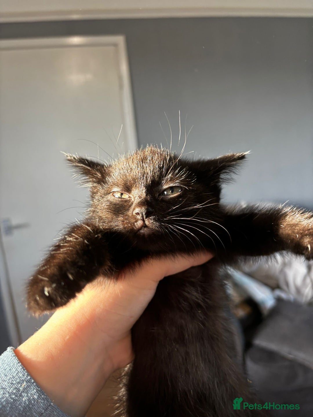 Mixed Breed cats for sale: 2 girls and 2 boys  - Advert 9