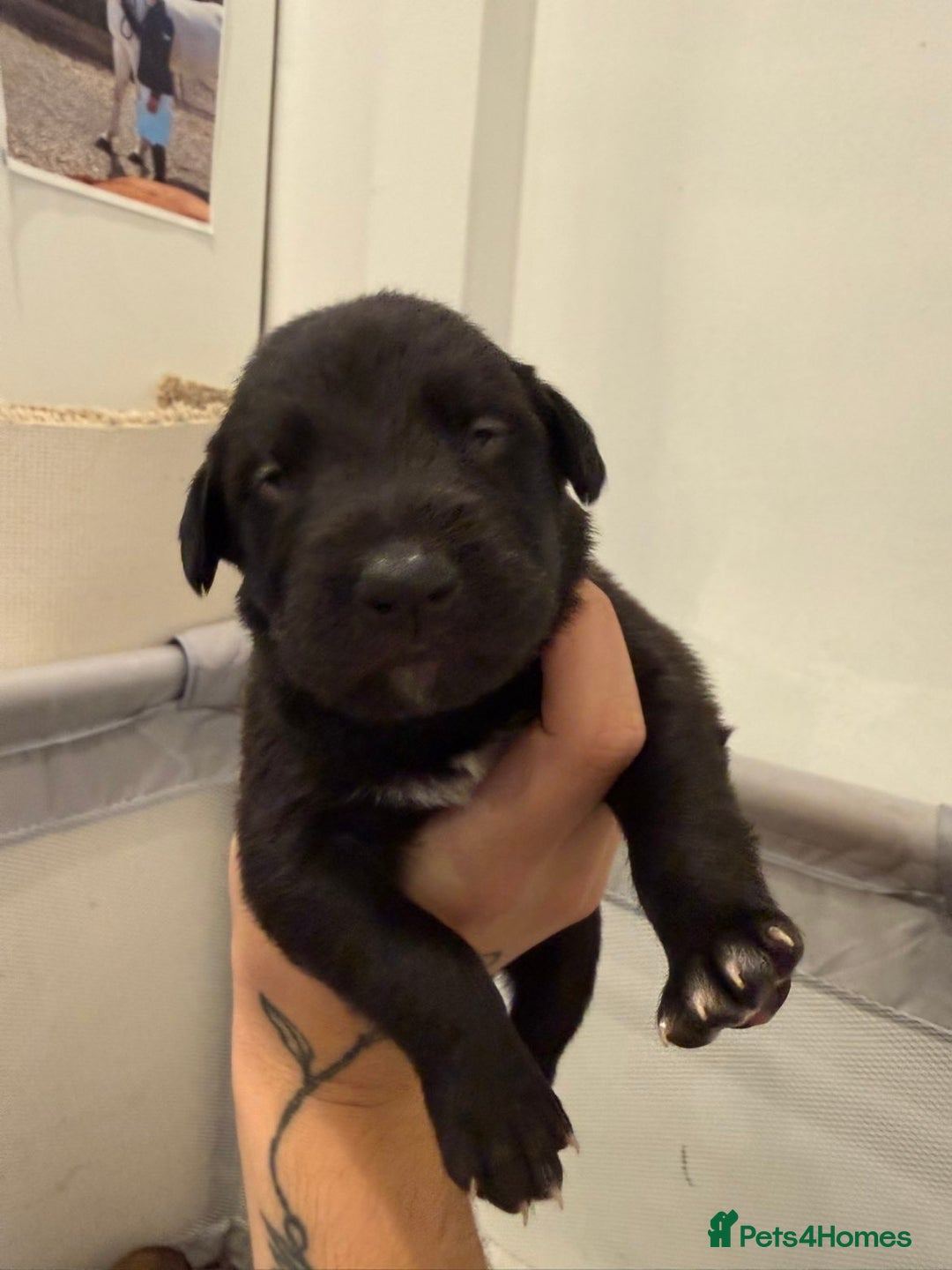 Borador dogs for sale: Border collie x lab puppies for sale  - Image 18