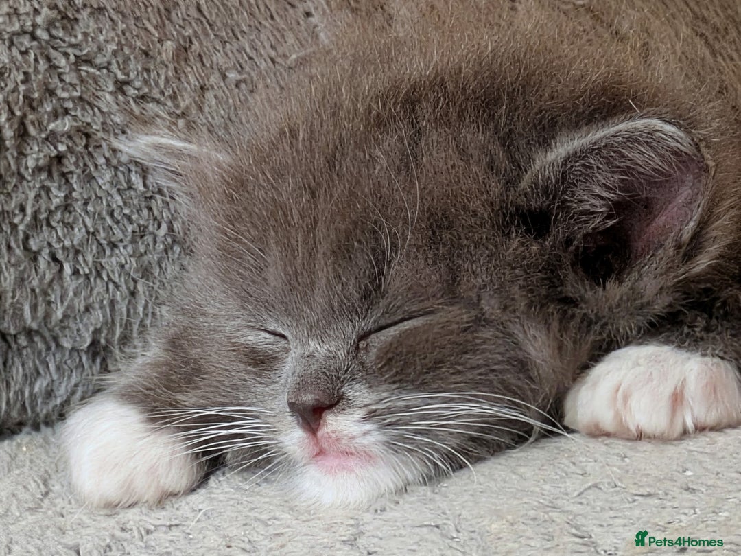 Ragdoll cats for sale: Gorgeous silver tuxedo 7/8 ragdoll boy - Advert 4