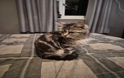 Mixed Breed cats for sale: Grey tabby kittens - Image 3