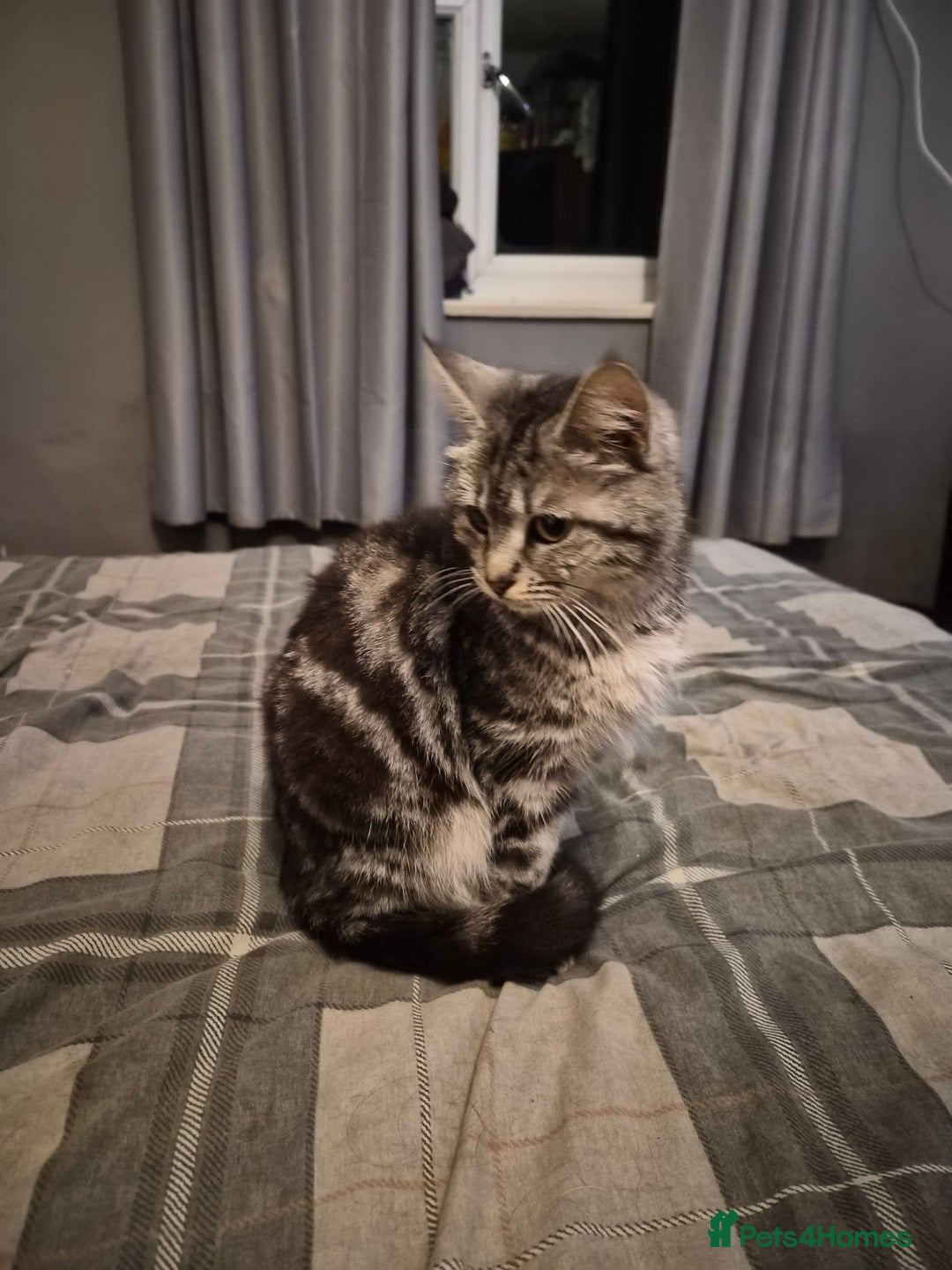 Mixed Breed cats for sale: Grey tabby kittens - Image 3