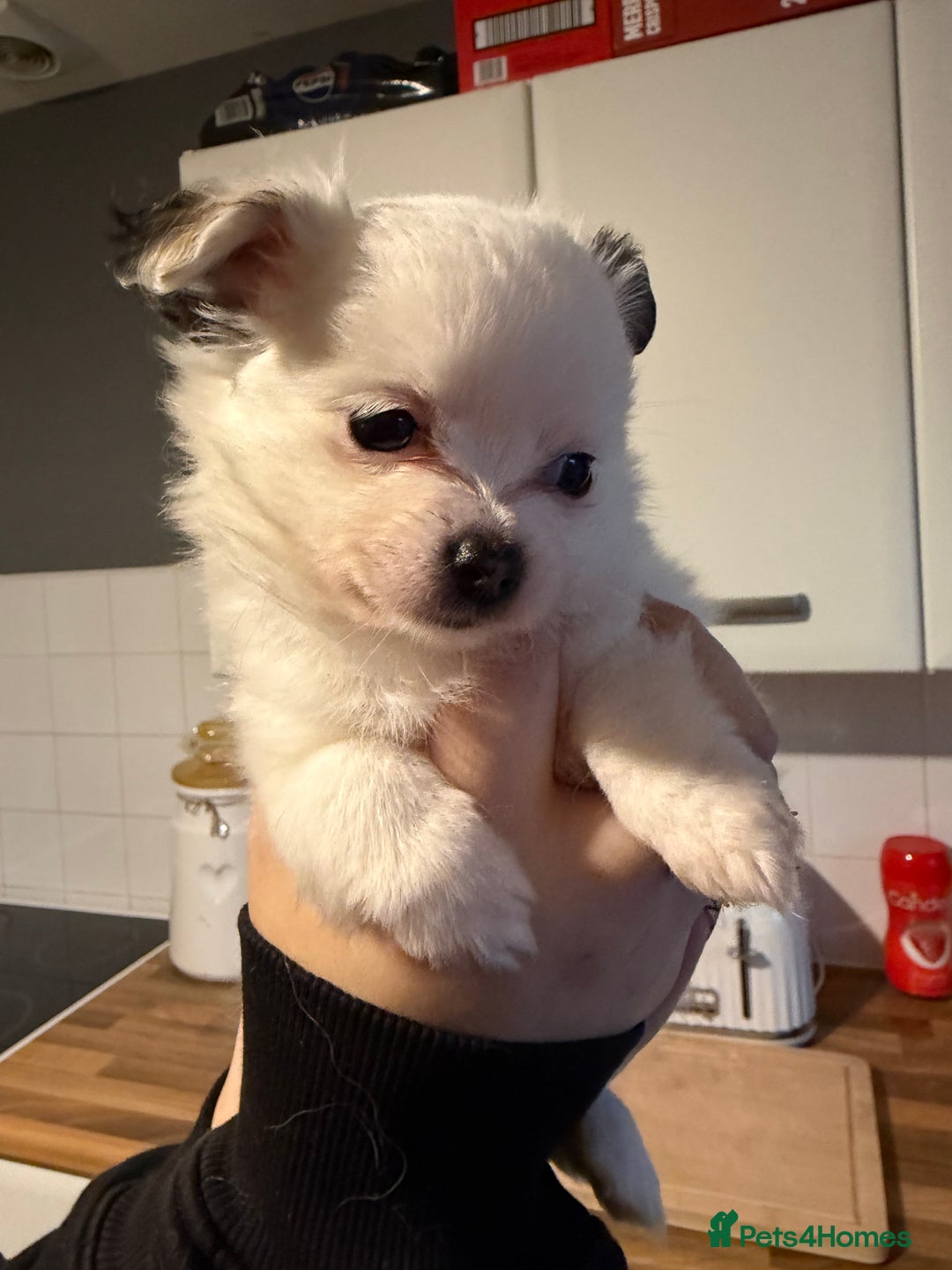 Pomchi dogs for sale: Pomchi puppies *ready now * - Advert 9