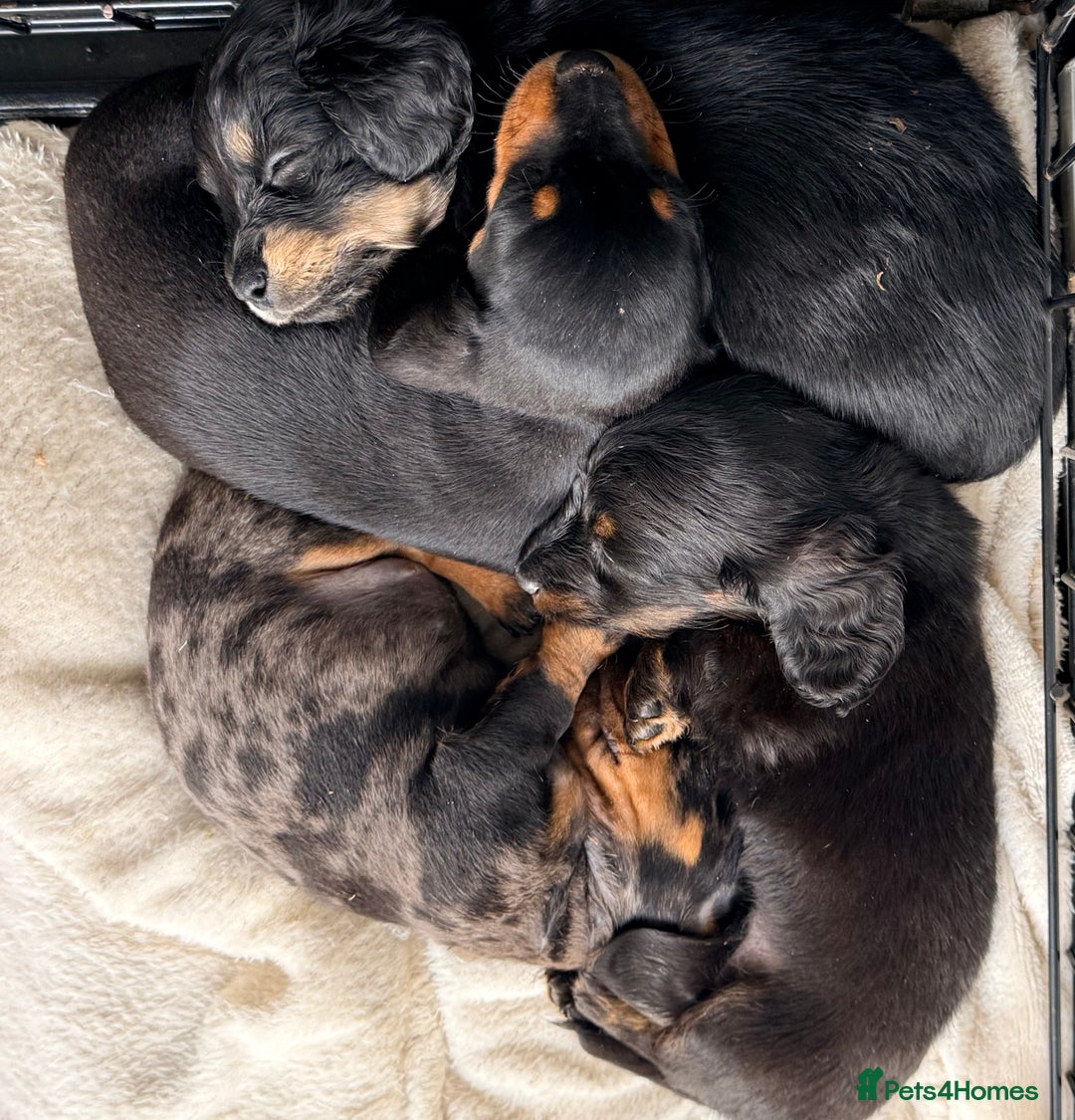 Miniature Dachshund dogs for sale: Sausage Puppies! - Advert 11