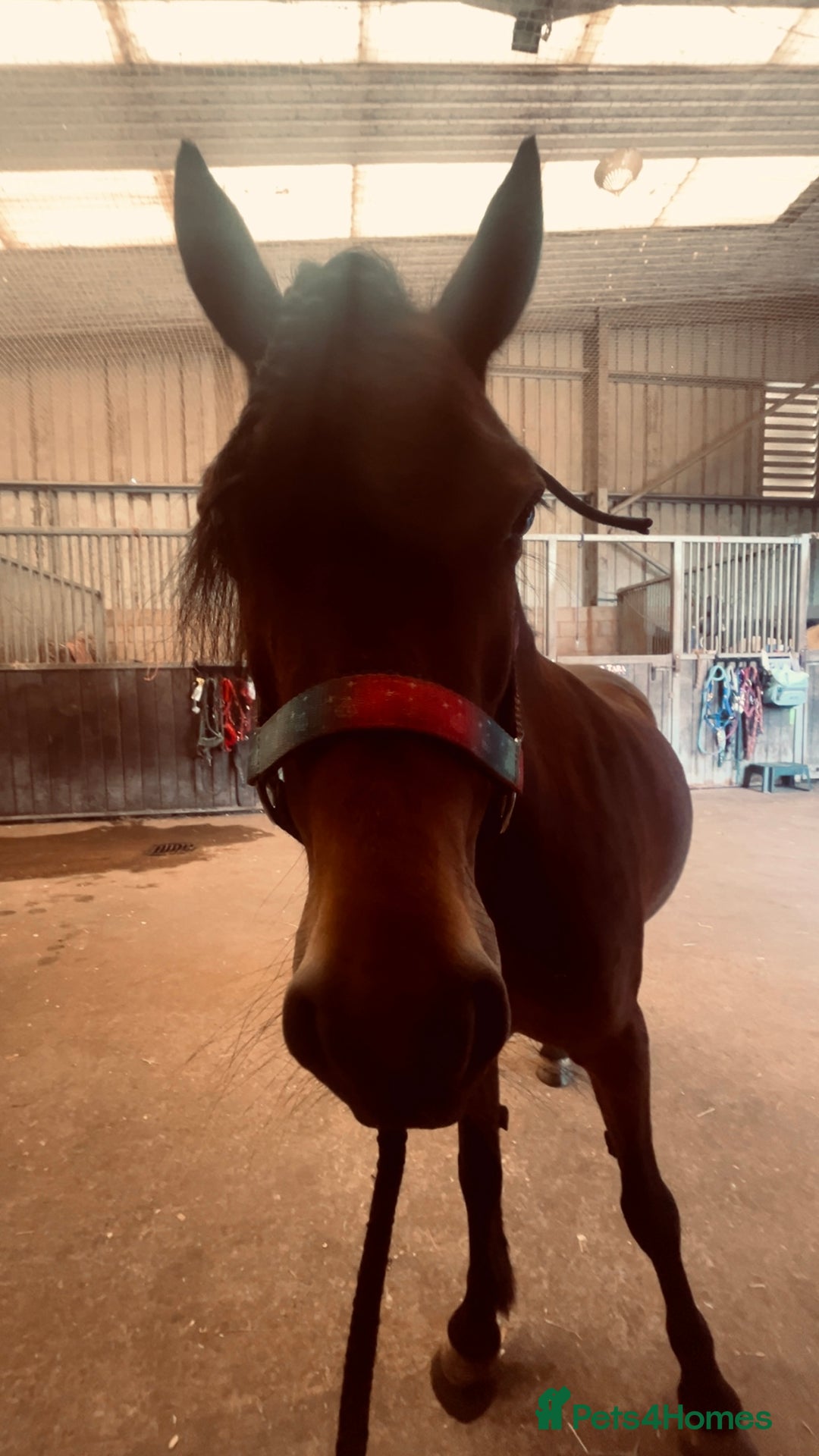 Dartmoor horses for sale: For part loan or full loan  - Advert 5