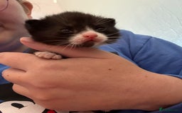 Mixed Breed cats for sale: Beautiful male kitten.  - Image 1