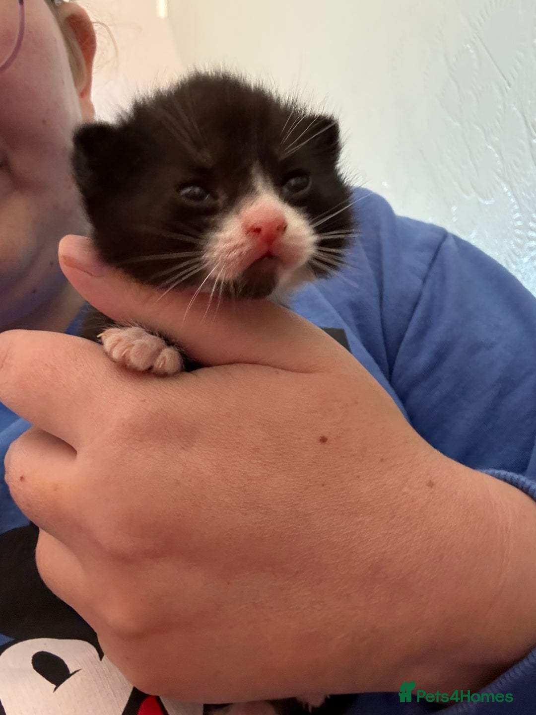 Mixed Breed cats for sale: Beautiful male kitten.  - Image 1