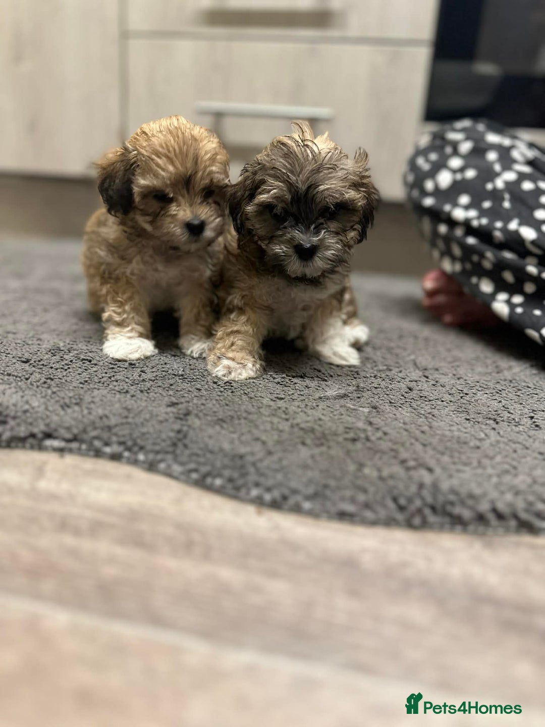 Maltipoo dogs for sale: MALTIPOO 🥰🥰 READY TO LEAVE  - Advert 13
