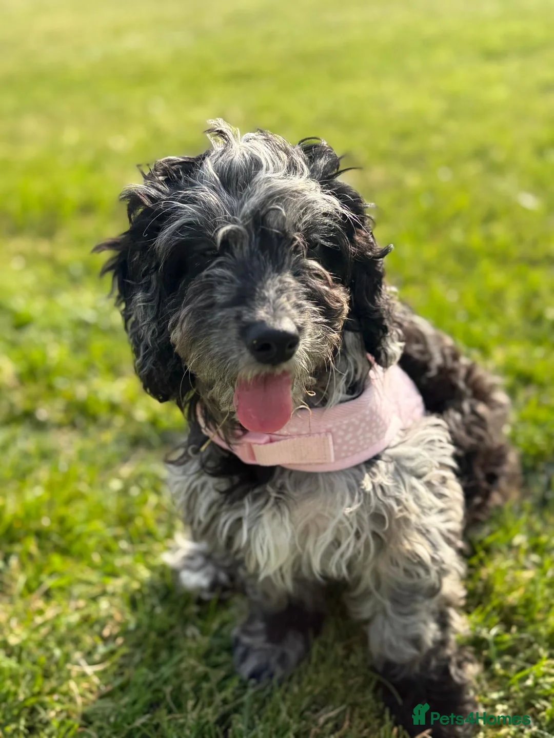 Cockapoo dogs for sale: F1 B cockapoo  in Cheadle - Advert 2