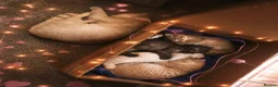 British Shorthair cats for sale: Premium British Shorthair Kittens  - Advert 3