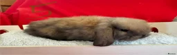 Mini Lop rabbits for sale: Gorgeous mini lops for sale  - Advert 6