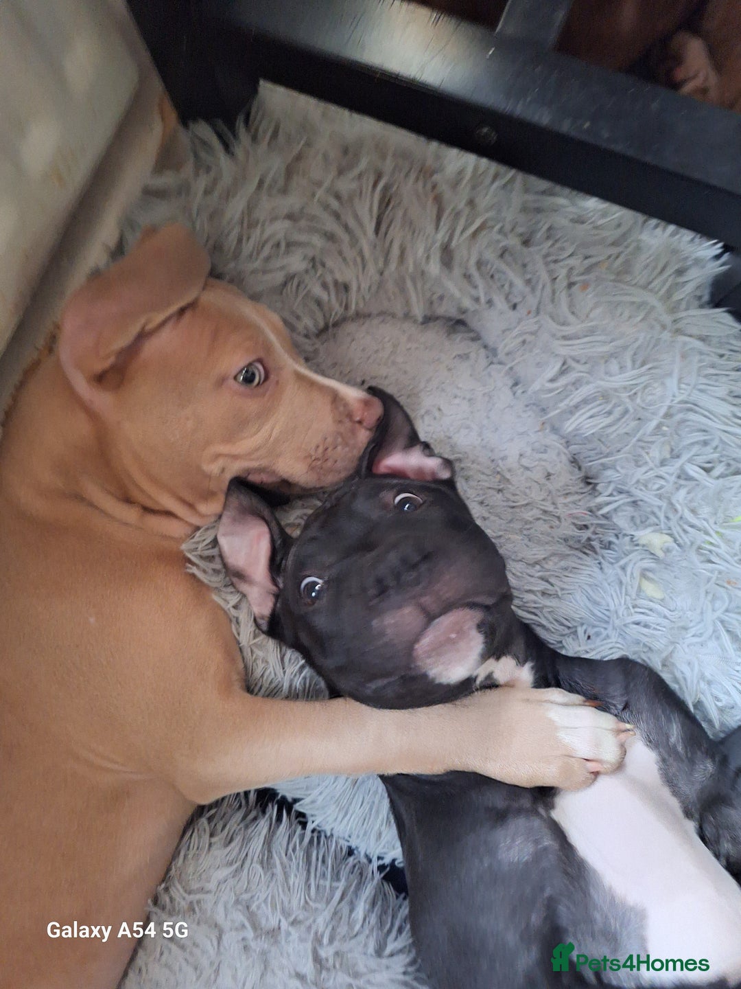 American Bulldog dogs for sale: 11 little hearts need their forever home - Advert 40