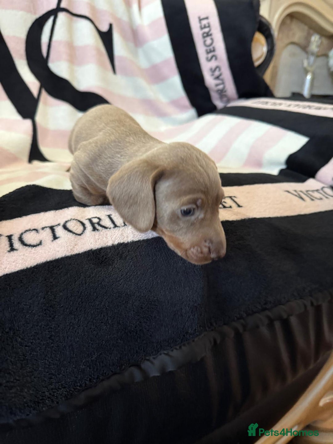 Miniature Dachshund dogs for sale: Miniature dachshund puppies - Advert 3