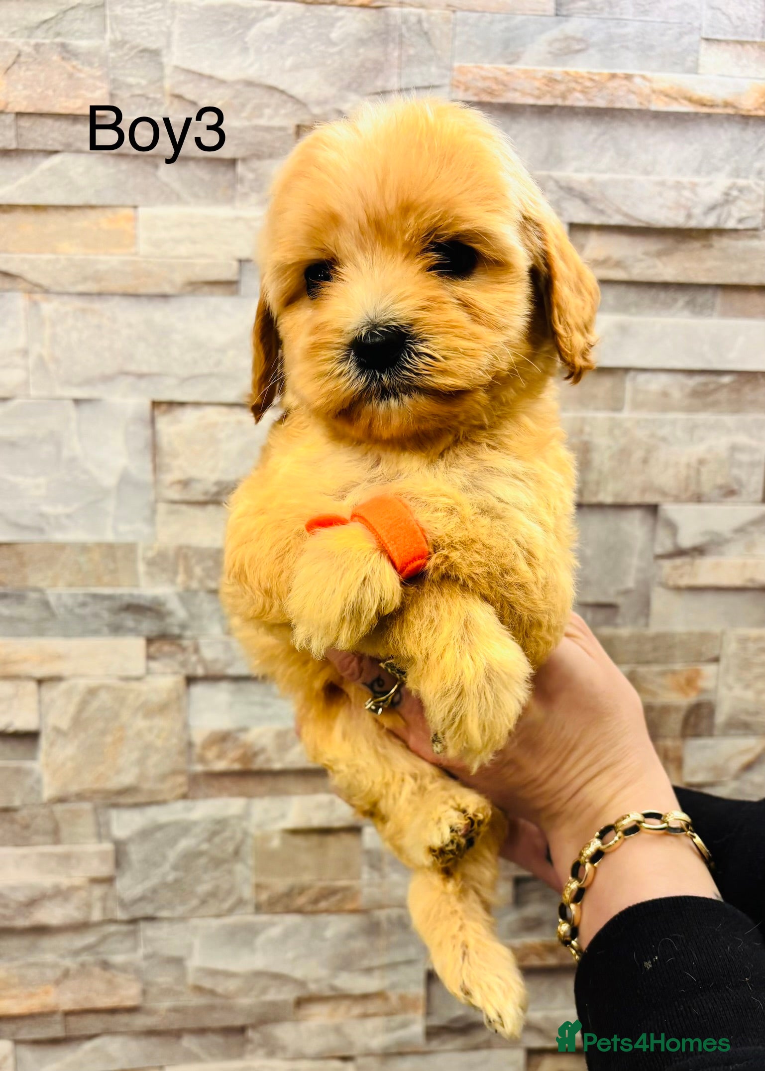 Cavapoochon dogs Stunning Cavapoochon puppies last 2 remaining  - Advert 2
