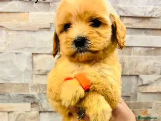 Cavapoochon dogs Stunning Cavapoochon puppies last 2 remaining - Advert 2