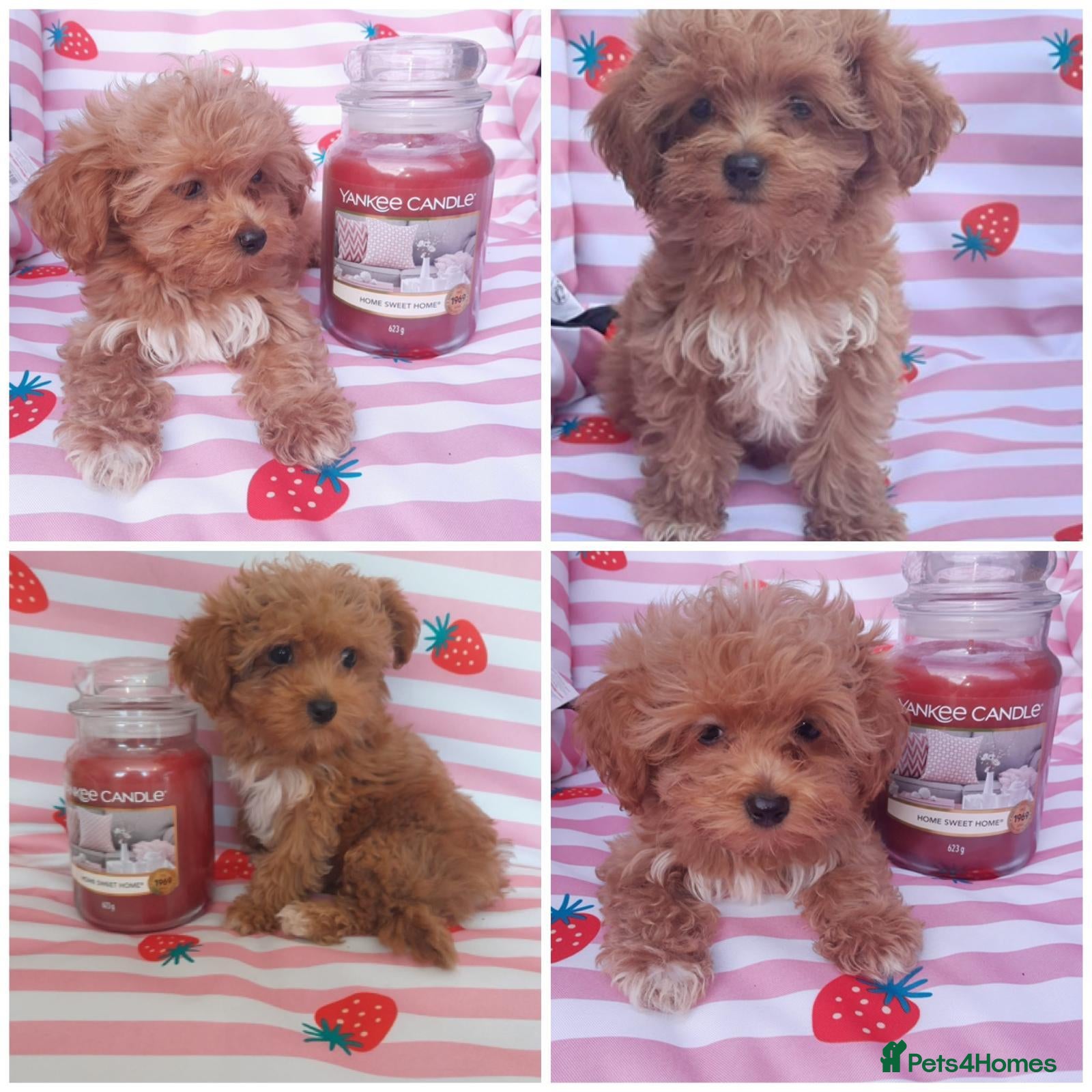 Maltipoo dogs Extensively DNA tested Asian maltipoo puppies  - Advert 11
