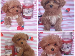Maltipoo dogs Extensively DNA tested Asian maltipoo puppies - Advert 2