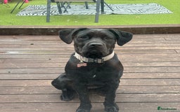 Cane Corso dogs for sale: 9 month old female cane corso - Image 1