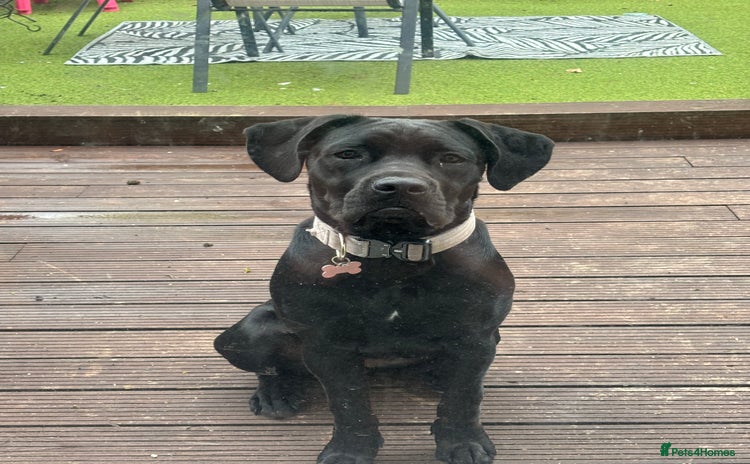 Cane Corso dogs - Advert 1
