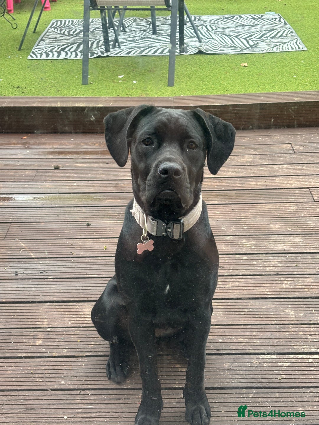 Cane Corso dogs for sale: 9 month old female cane corso - Image 1