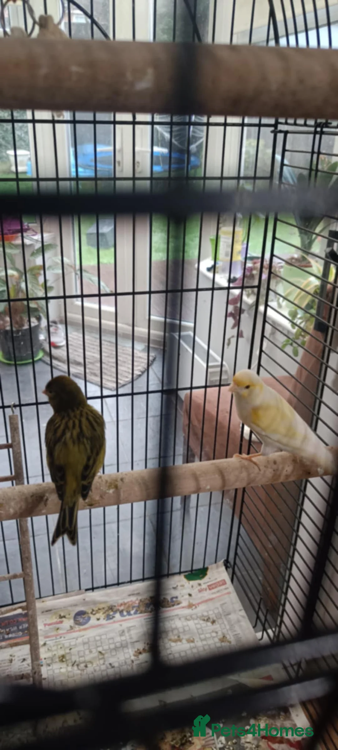 Canaries birds for sale: Canaries for sale with big cage - Advert 1