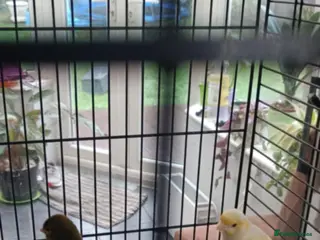 Canaries birds Canaries for sale with big cage - Advert 4