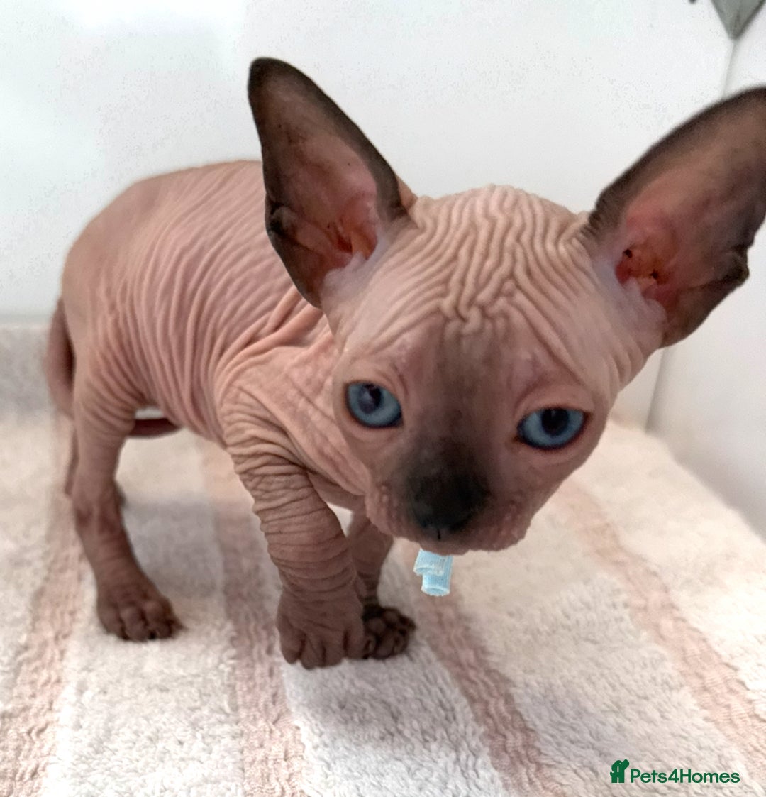 Sphynx cats for sale: Four beautiful Sphynx kittens for sale 🤍 - Image 12
