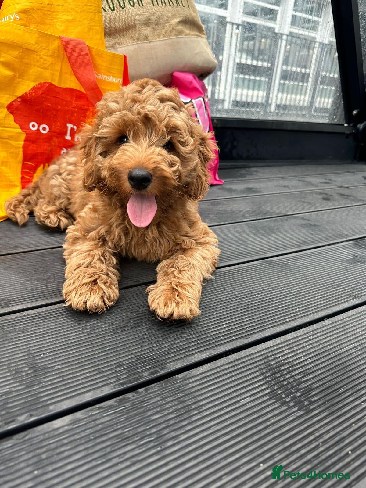 Cockapoo dogs F2 Cockerpoo’s - Advert 2