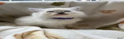 Ragdoll cats for sale: ✨ Beautiful GCCF Ragdoll Kittens from Serenity✨ - Advert 20