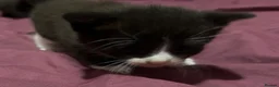 British Shorthair cats for sale: Kittens for sale x 4 - Advert 8