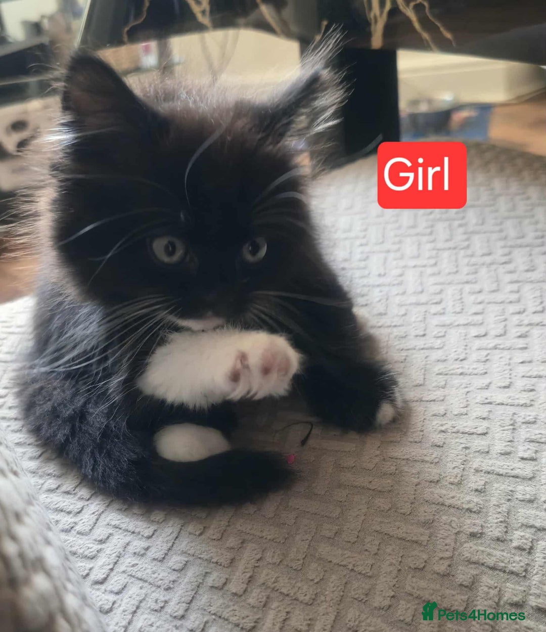 Mixed Breed cats for sale: Lovely Persian mix kittens - Image 26