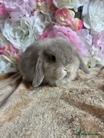 Mini Lop rabbits - Advert 5