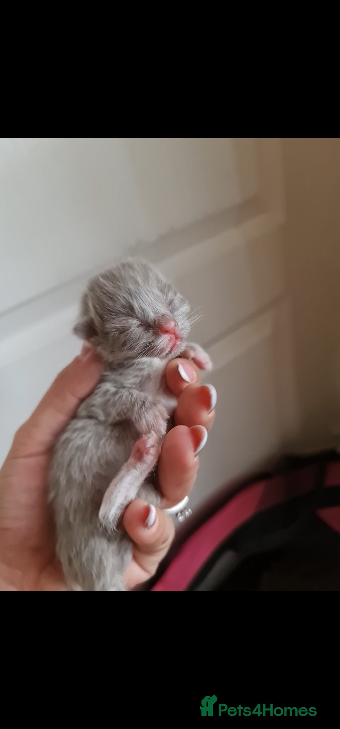 Ragdoll cats for sale: Seal mitted ragdoll/lilac bsh mix - Image 5
