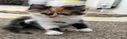 British Longhair cats for sale: Kittens - Advert 14
