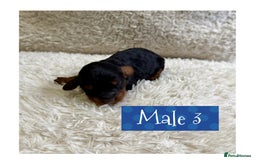 Cavapoo dogs for sale: F1b Cavapoo puppies for sale! - Image 7