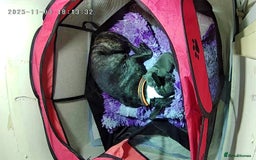 Staffordshire Bull Terrier dogs for sale: Blue Staffordshire Bull Terrier puppies - Image 5