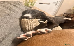 Mixed Breed dogs for sale: ATHENA - LURCHER X GREYHOUND PUP - Advert 4