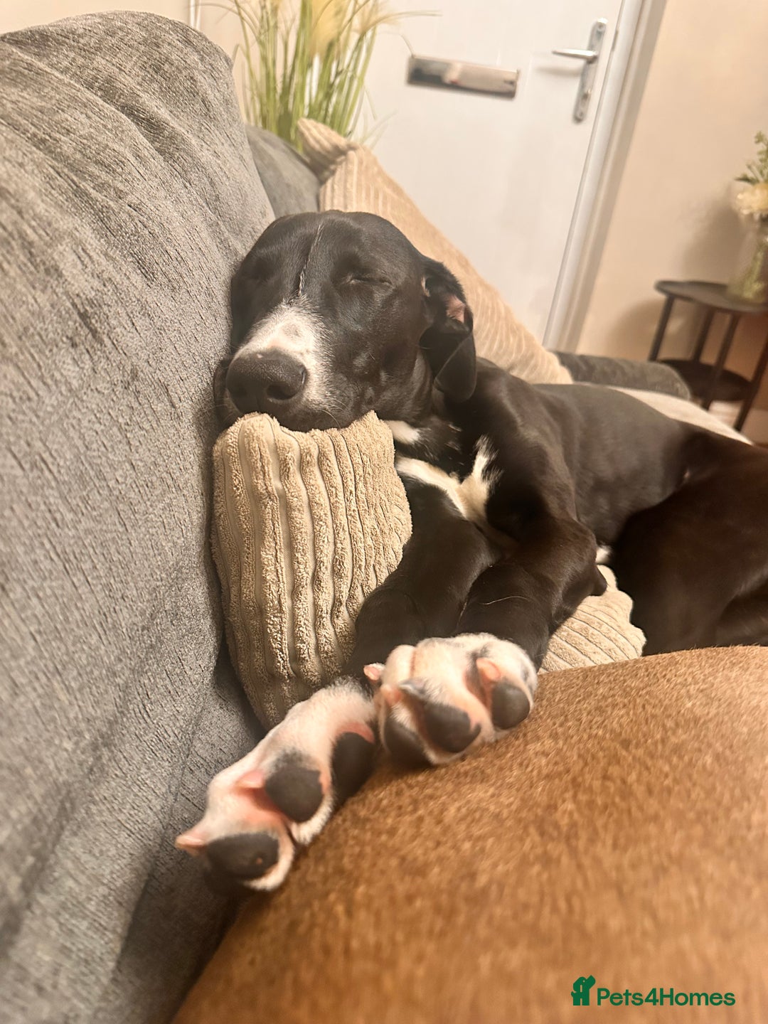 Mixed Breed dogs for sale: ATHENA - LURCHER X GREYHOUND PUP - Advert 4