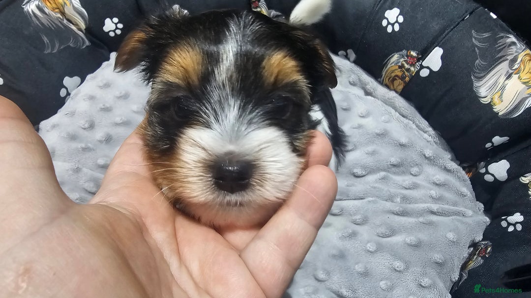 Yorkshire Terrier dogs for sale: 2 boys and 2 girls yorkshire terrier  - Advert 6